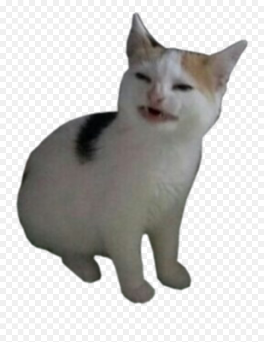 Popcat Meme Bop Cat Meme Png Cat Meme Icon Free Transparent Png