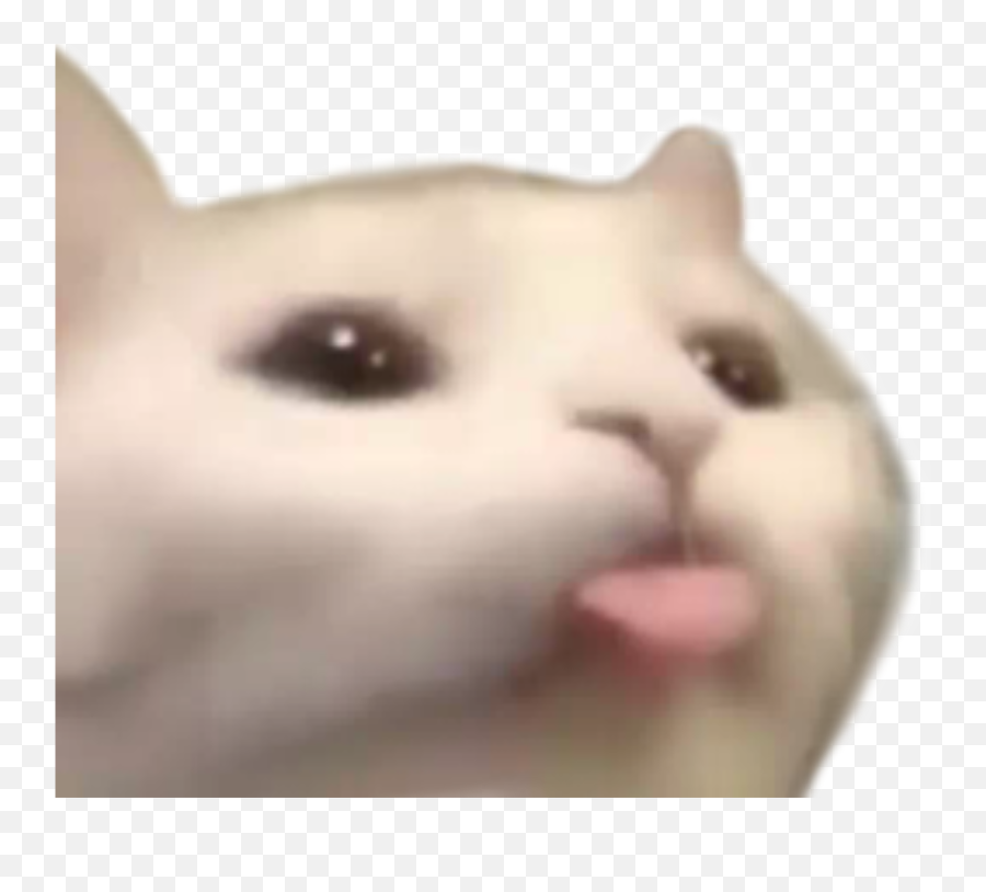 Pin Transparent Cat Reaction Png Cat Meme Icon Free Transparent Png