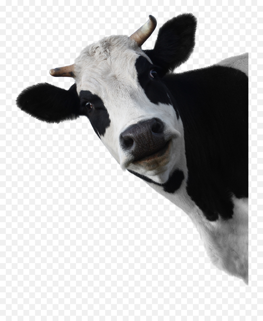 Png - Cow Head White Background,Cow Transparent Background