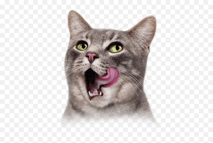 Funny Cats Transparent U0026 Png Clipart Free Download - Ywd Funny Cat Png Transparent,Cat Png Transparent
