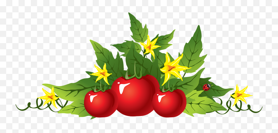 Tomato Plant Png - Tomato Png Tomato Flower Plant Clipart Tomato Flower Plant Clipart,Tomato Slice Png