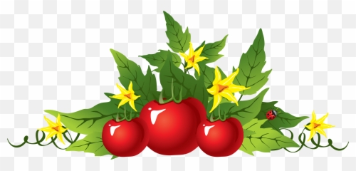 Tomato Plant Png - Tomato Png Flower Plant Clipart