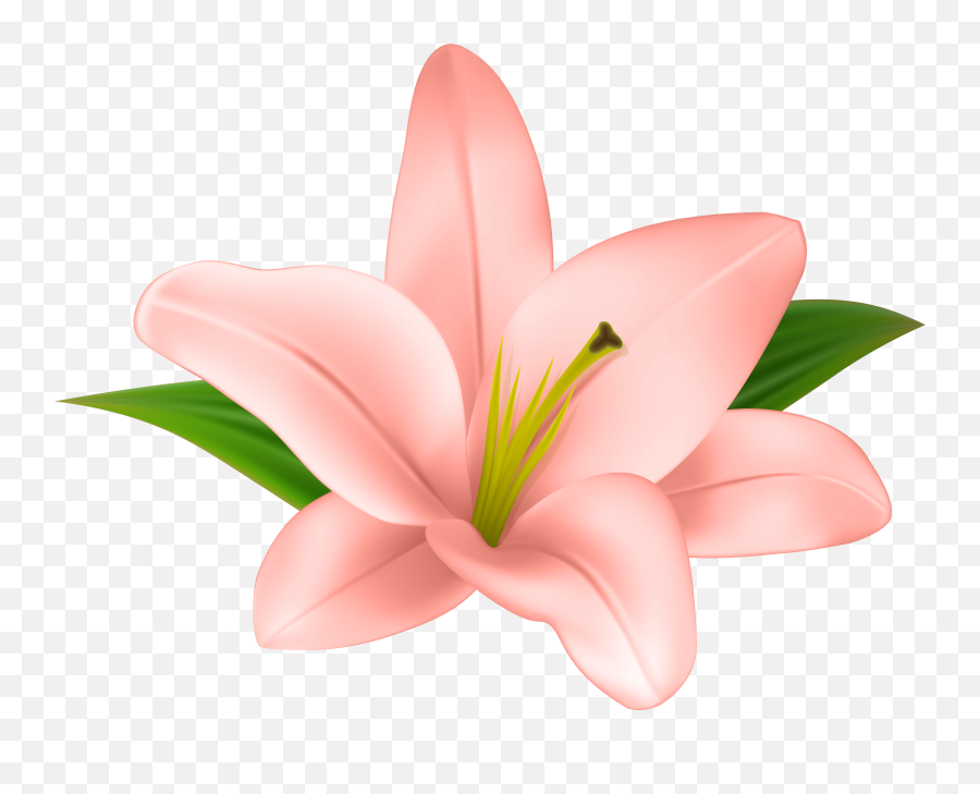Transparent Banner Download Png Files Lily Background