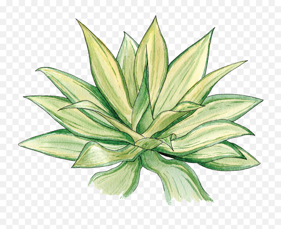 Agave - Agave Png,Agave Png