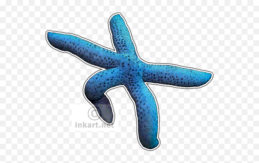 Download Blue Sea Star Decal - Starfish Png Image With No Drawing,Sea Star Png