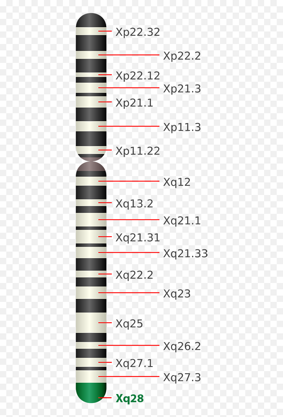 Filechromosome X Xq28png - Wikimedia Commons Rett Syndrome X Chromosome,Chromosome Png