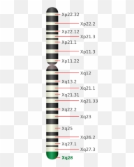 Filechromosome X Xq28png - Wikimedia Commons Rett Syndrome
