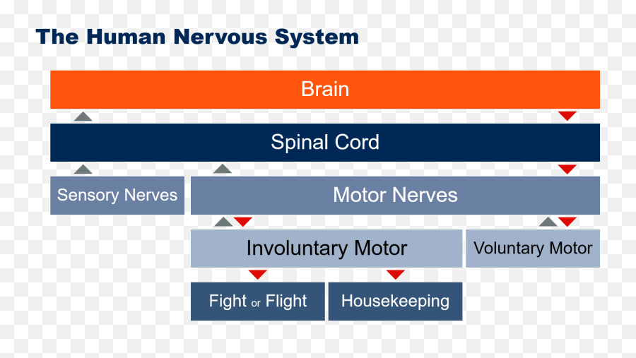 Ai Can Be A Central Nervous System - Robert Hetu I5 8500 Benchmark Png,Nervous System Png