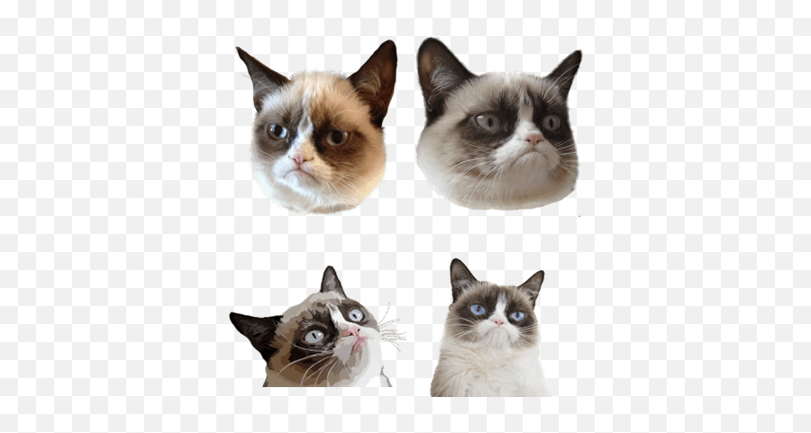 Grumpy Cat Transparent Png Images - Stickpng Cat Head Transparent,Angry Cat Png