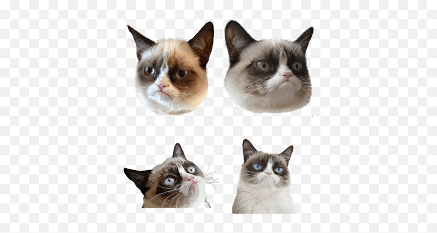 Cats transparent PNG images - StickPNG