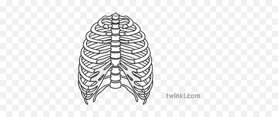 Rib Cage Black And White Illustration - Twinkl Illustration Png,Rib Cage Png