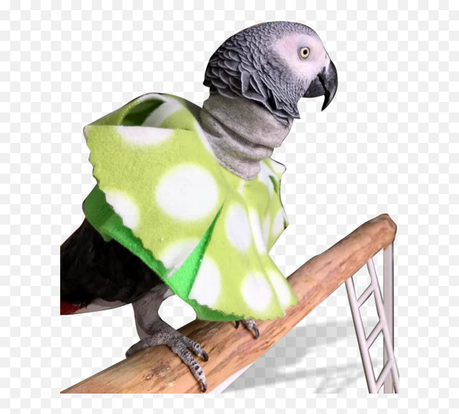 Birdsuppliescom Bird Collars Parrot - Feather Plucking Scarf Parrot Png,Parrot Transparent