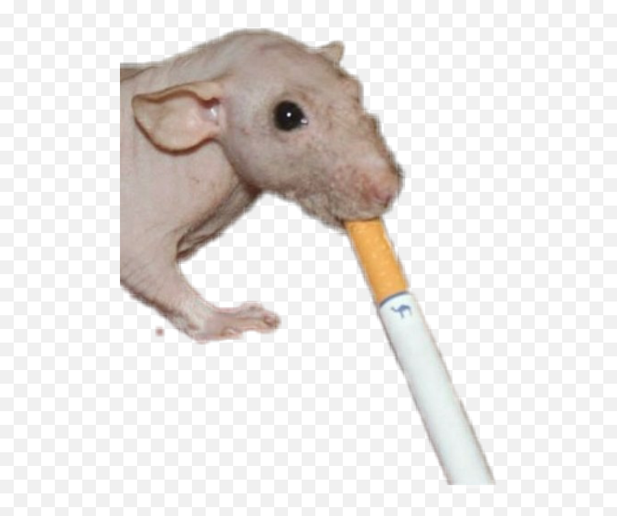Cigarette Mouse Rat Smoking Grunge Idontknow Punk Cance - Rat Png,Rat Transparent