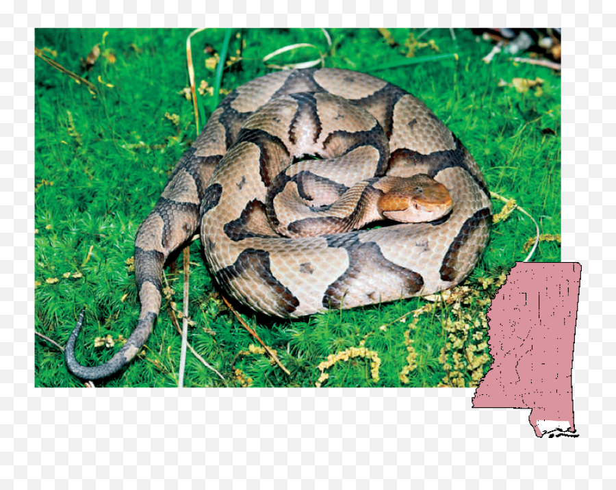 Rattlesnake Png - Copperhead Agkistrodon Venomous Snakes Venomous Snakes In Mississippi,Rattlesnake Png