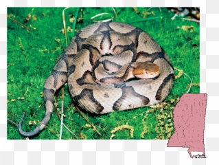 Rattlesnake Png - Copperhead Agkistrodon Venomous Snakes Venomous Snakes In Mississippi,Rattlesnake Png