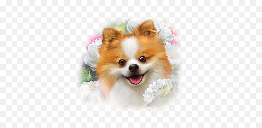 Pomeranian - Northern Breed Group Png,Pomeranian Png
