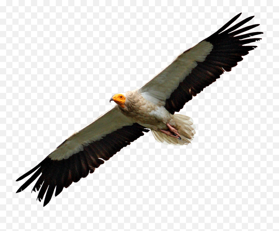 Egyptian Vulture Flying Transparent Png - Flying Vulture Transparent Background,Vulture Transparent
