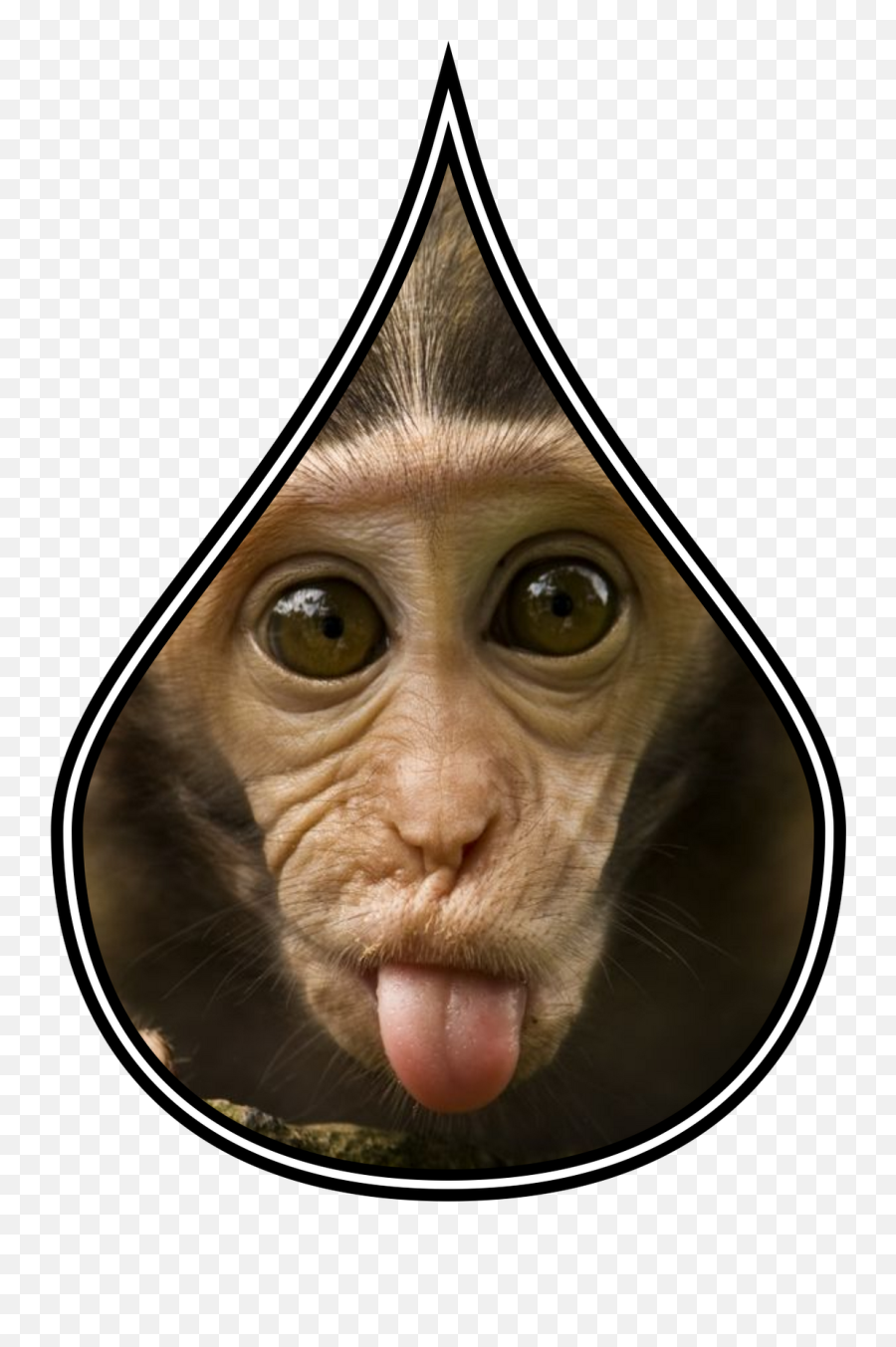 Cara Memasukkan Gambar Ke Dalam Objek Gininovia9 - Monkey Images With Tongue Out Png,Fungsi Icon Corel Draw X5