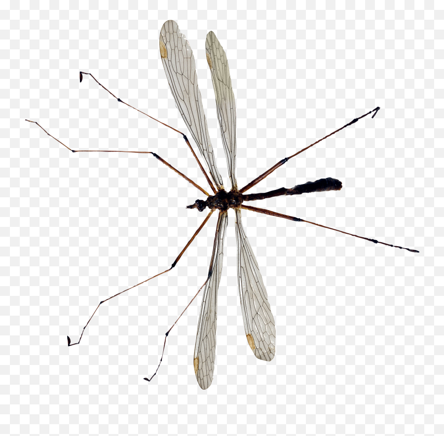 Download Mosquito Png Image For Free - Daddy Long Legs Uk,Mosquito Transparent