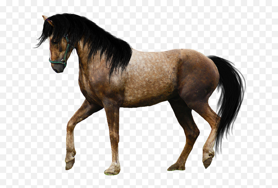Transparent Horses Real U0026 Png Clipart Free - Appaloosa Horse Transparent Background,Horse Running Png
