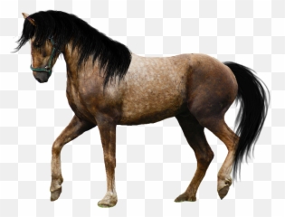 Transparent Horses Real U0026 Png Clipart Free - Appaloosa Horse Transparent Background,Horse Running Png