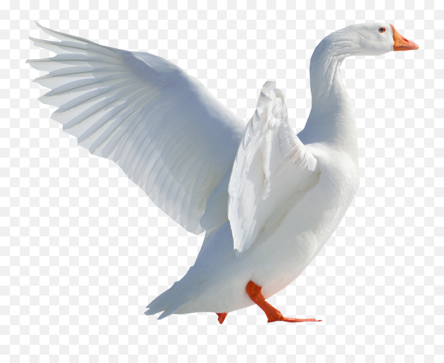 Download Goose Flying Png Image - Snow Goose Transparent Background,Duck Png