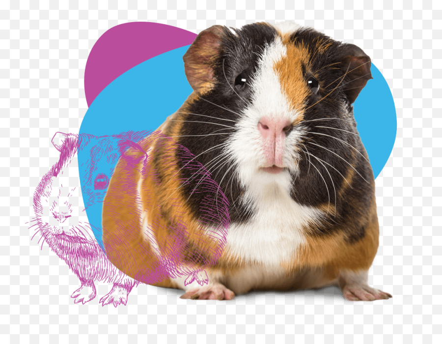 Melbourne Rabbit Clinic Has Joined The Unusual Pet Vets - Diy Guinea Pig Toys Png,Guinea Pig Icon
