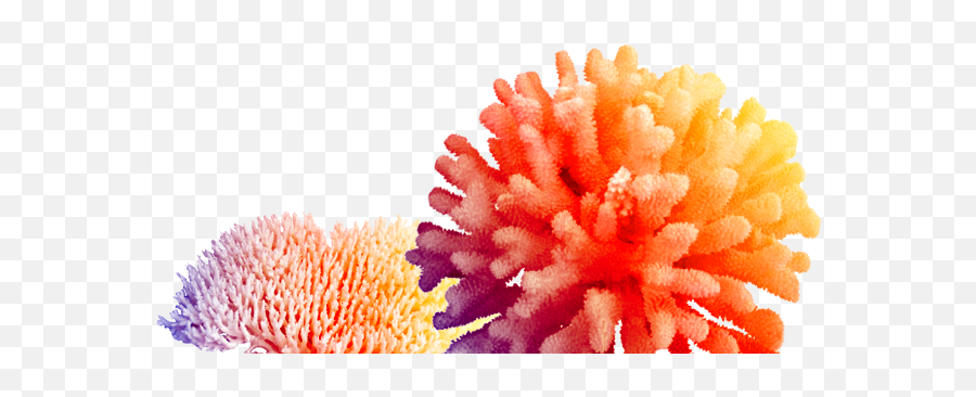 Coral Png Hd - Ocean Coral Transparent Background,Coral Png