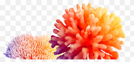 Coral Png Hd - Ocean Transparent Background