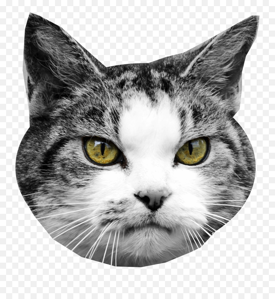 Get Paw Prints Custom Pet Cutouts - Cat Heads Png,Animal Head Png