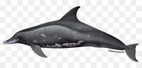 Rough - Toothed Dolphin NOAA Fisheries Vs Bottle Nose png