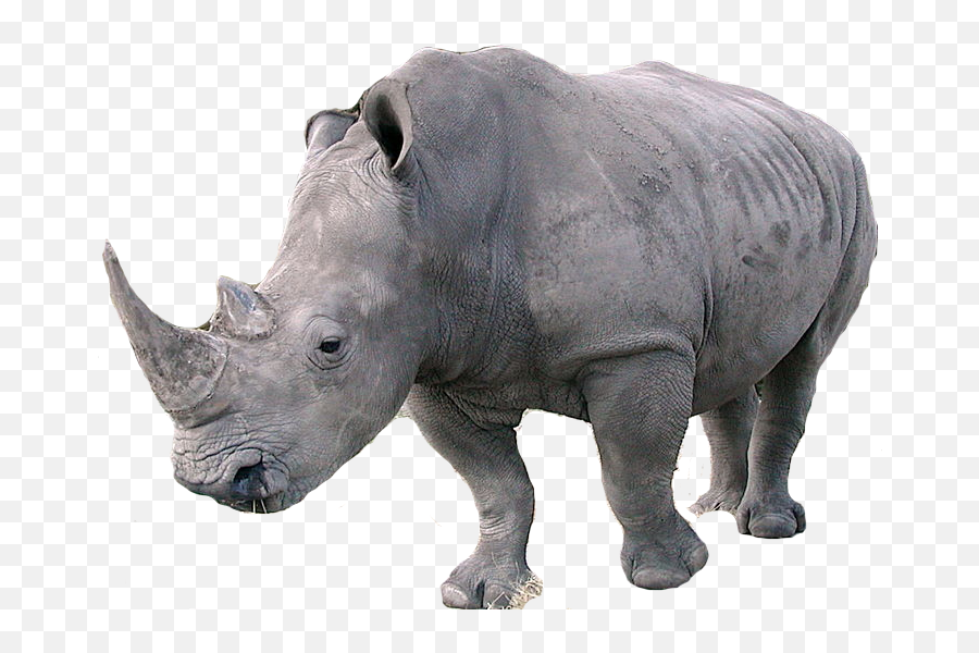 Rhino Png - Rhino Png,Rhino Png