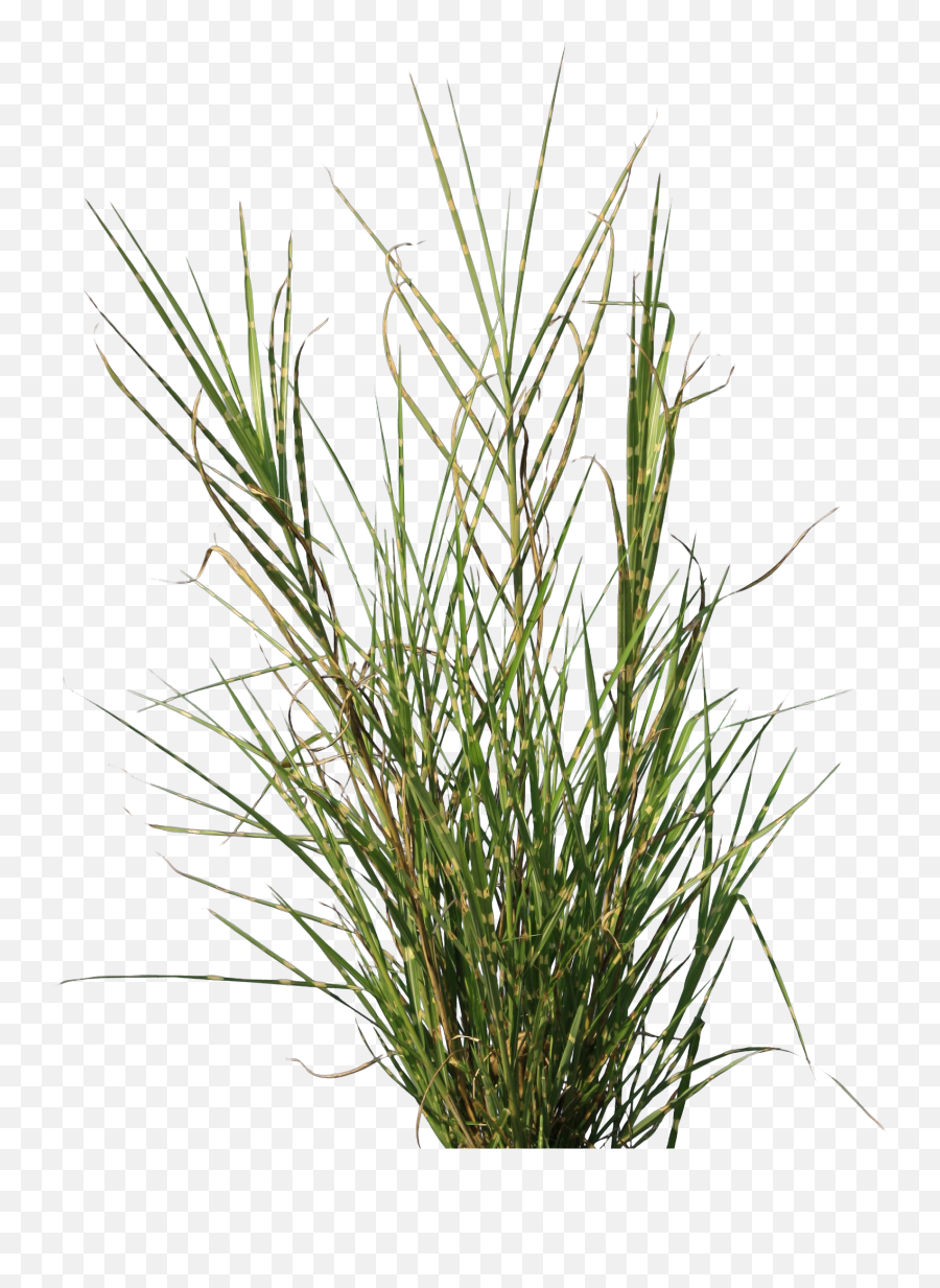 Grass Texture Transparent Png Clipart - Grass Texture Free Png,Ornamental Grass Png