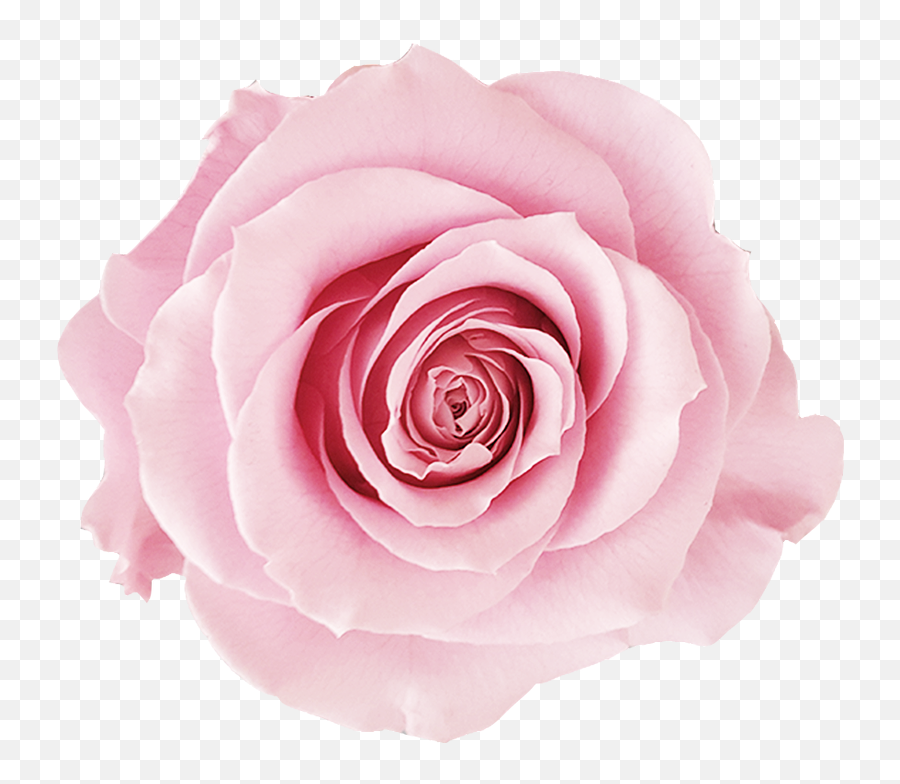 Hd - 918x1148 Pink Roses Png V75 Wallpapers White Pink Rose Png,Pink Rose Png