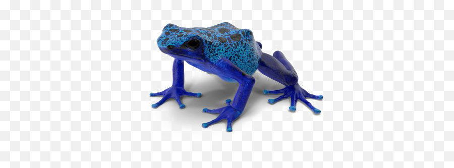 Poison Dart Frog Background Png - Blue Poison Dart Frog Png,Frog Transparent Background