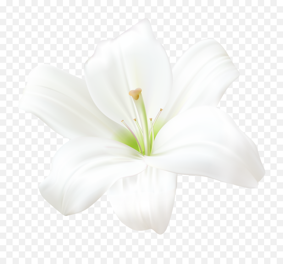 Lilies Png Image - White Lily Flower Png,Lily Transparent Background