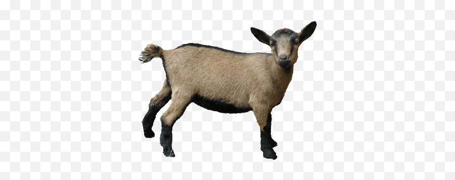 Kids Goat Transparent Png Clipart - Goat Picture Without Background,Goat Transparent Background