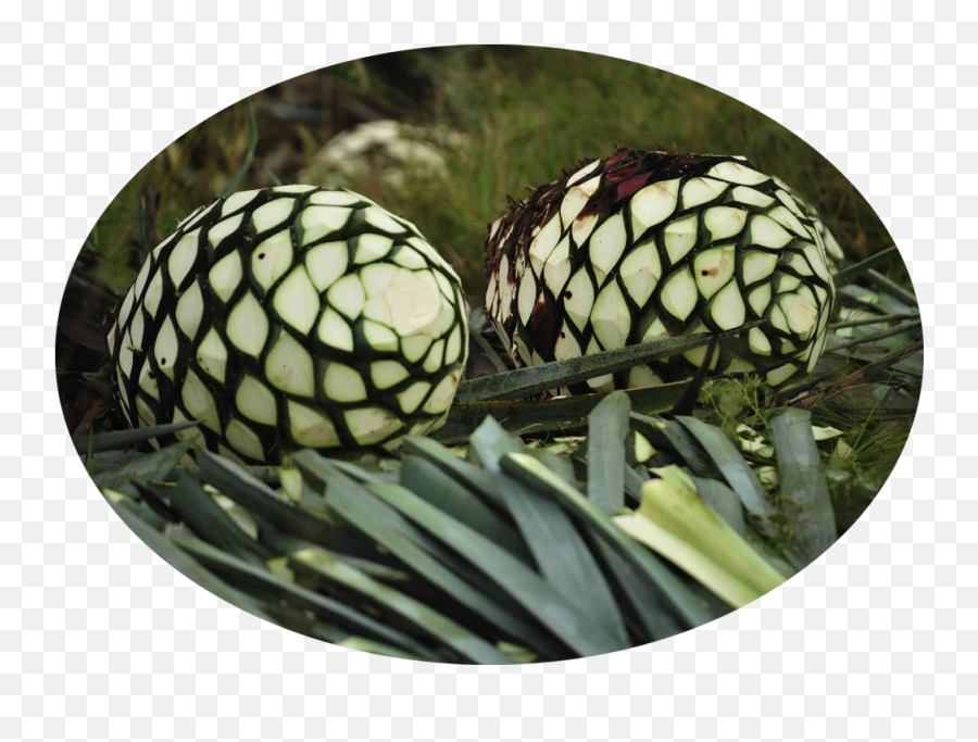 Orgave - Piña De Agave Png,Piña Png