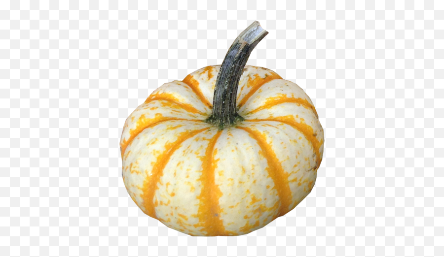 Lil Pump Ke Mon - Pump Ke Mon Pumpkin Png,Lil Pump Png