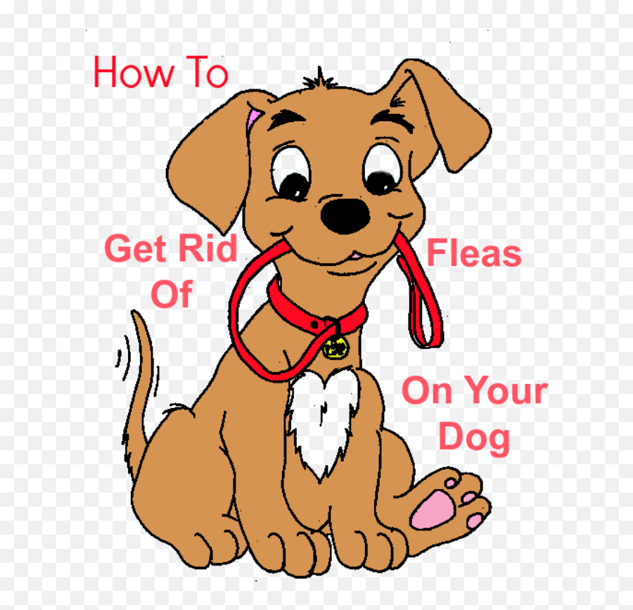 How To Get Rid Of Fleas - Dog On Lead Cartoon Png,Dog Clipart Transparent Background