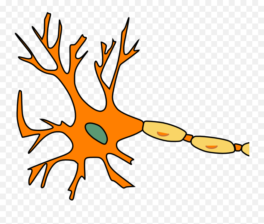 Ems Primer Receptors And The Autonomic Nervous System - Neuron Clipart Png,Nervous System Png