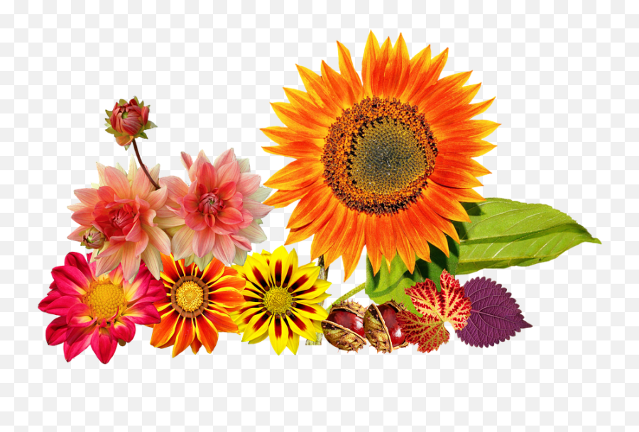 Autumn Sunflower Colours - Fall Flowers Clip Art Png,Fall Flowers Png