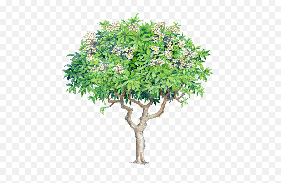Download Watercolor Trees - Plumeria Rubra Plumeria Tree Psd Plumeria Rubra Png,Watercolor Tree Png