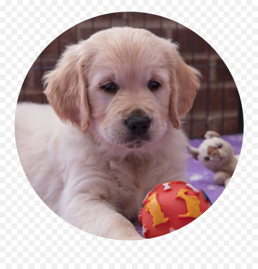 Download Microchipping - Golden Retriever Puppies Circle Png,Golden Retriever Png