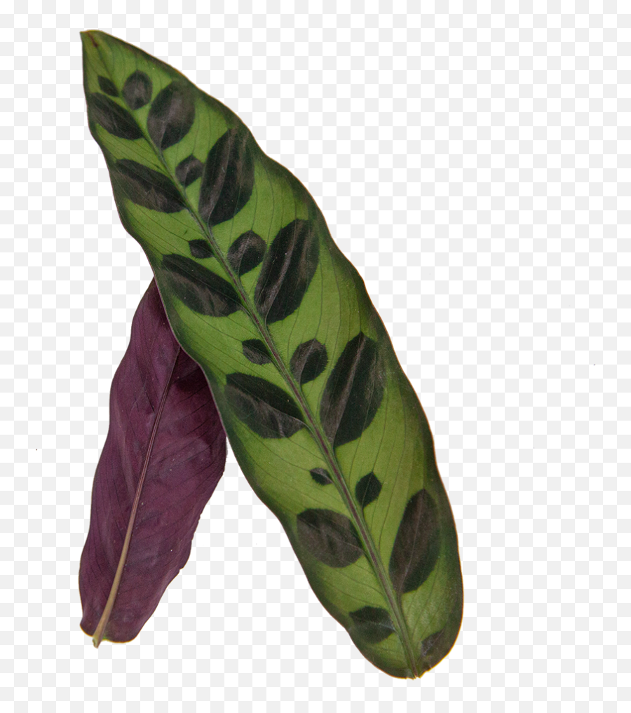 Buy Calathea Rattlesnake Direct From The Greenhouse - Anthurium Png,Rattlesnake Png
