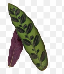 Buy Calathea Rattlesnake Direct From The Greenhouse - Anthurium Png,Rattlesnake Png