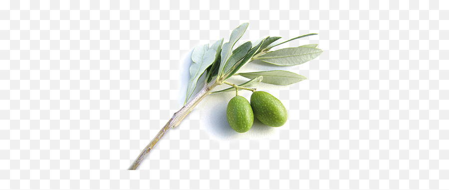 Olive Branch The Trumpet - Meaning Of Olive Tree Png,Olive Branch Png