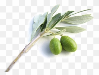 Olive Branch The Trumpet - Meaning Of Tree png