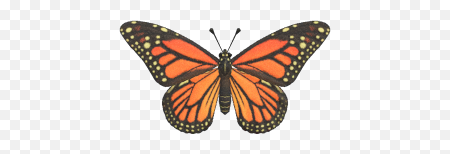 Monarch Butterfly - Monarch Butterfly Animal Crossing New Horizons Png,Monarch Png