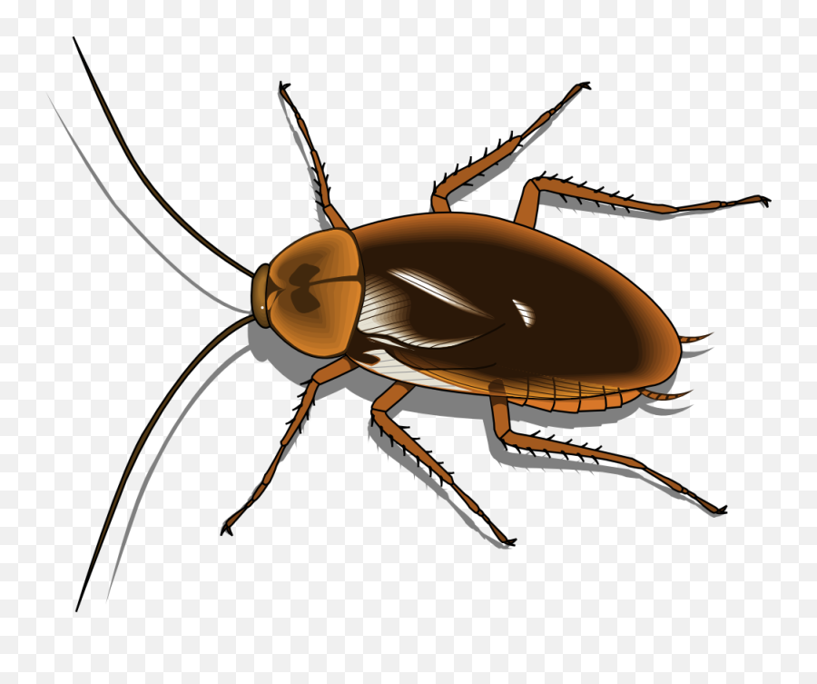 Cockroach Png Image - Cockroach Clipart,Cockroach Png
